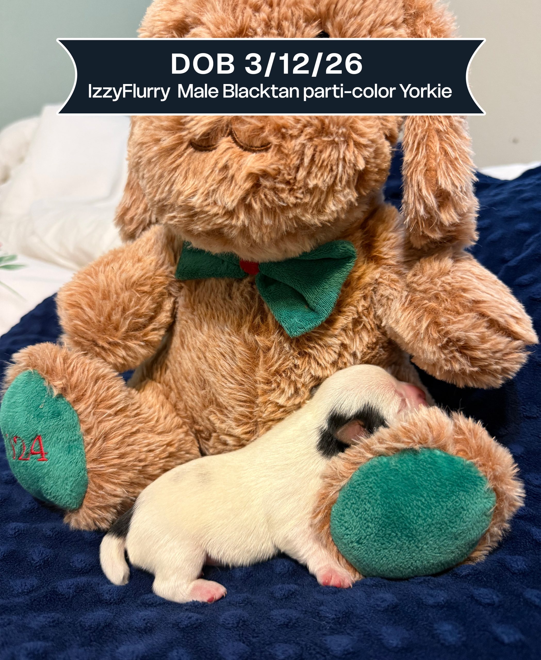 IzzyFlurry DOB 31226 Male Blacktan parti-color Yorkie