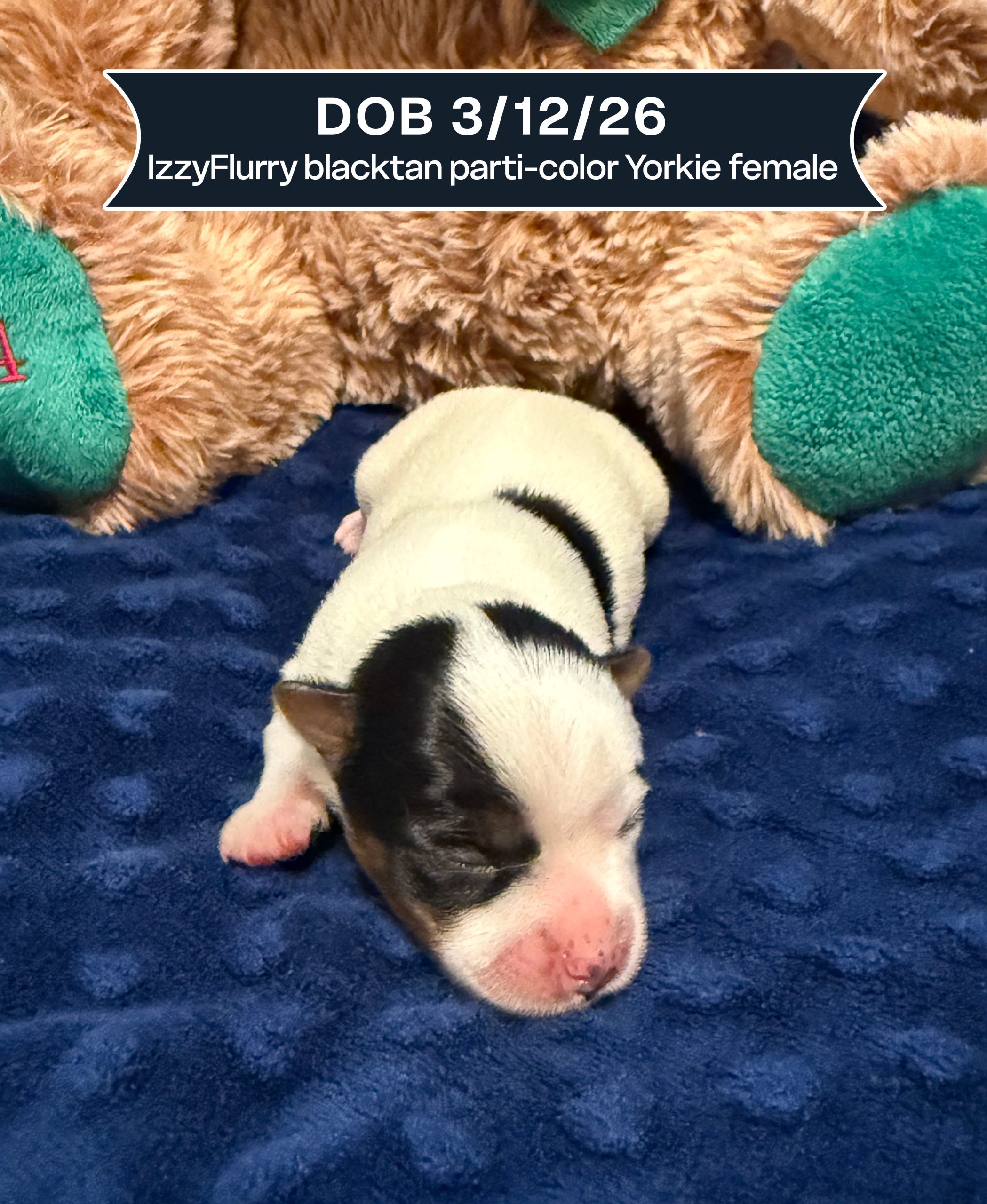 IzzyFlurry DOB 31226 blacktan parti-color Yorkie female