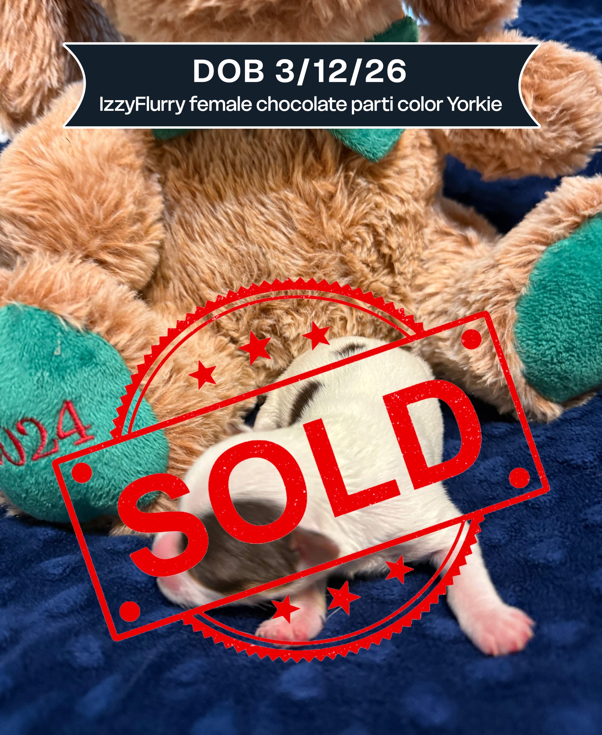 IzzyFlurry DOB 31226 female chocolate parti color Yorkie Sold