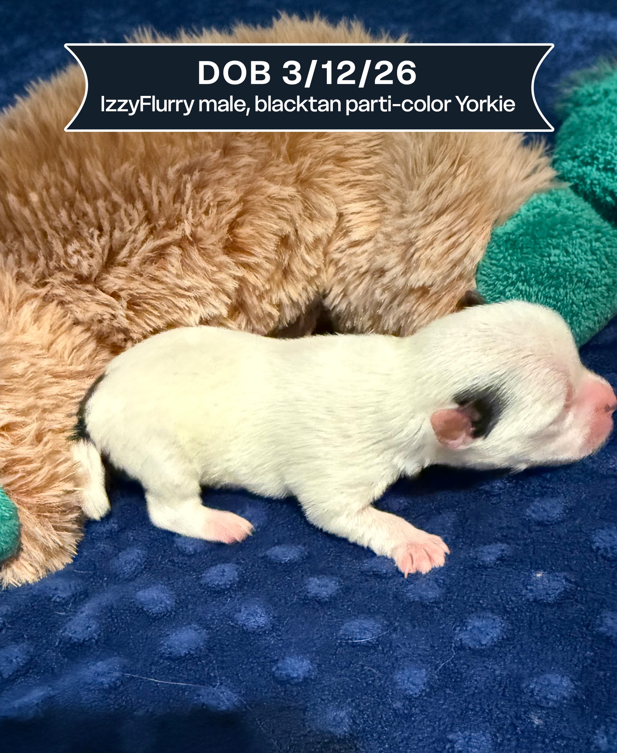 IzzyFlurry DOB 31226, male, blacktan parti-color Yorkie