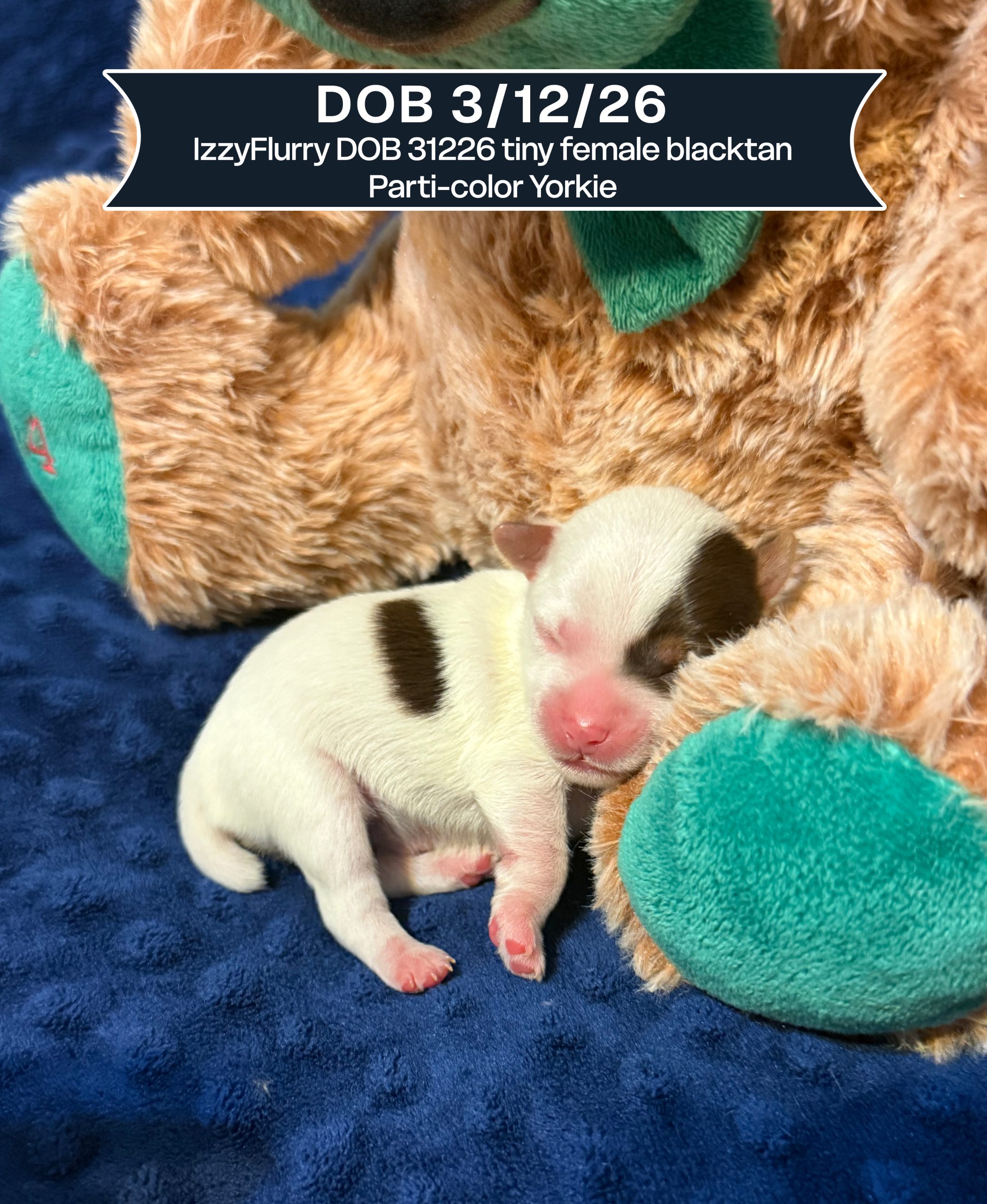 IzzyFlurry DOB 31226 tiny female blacktan parti-color Yorkie