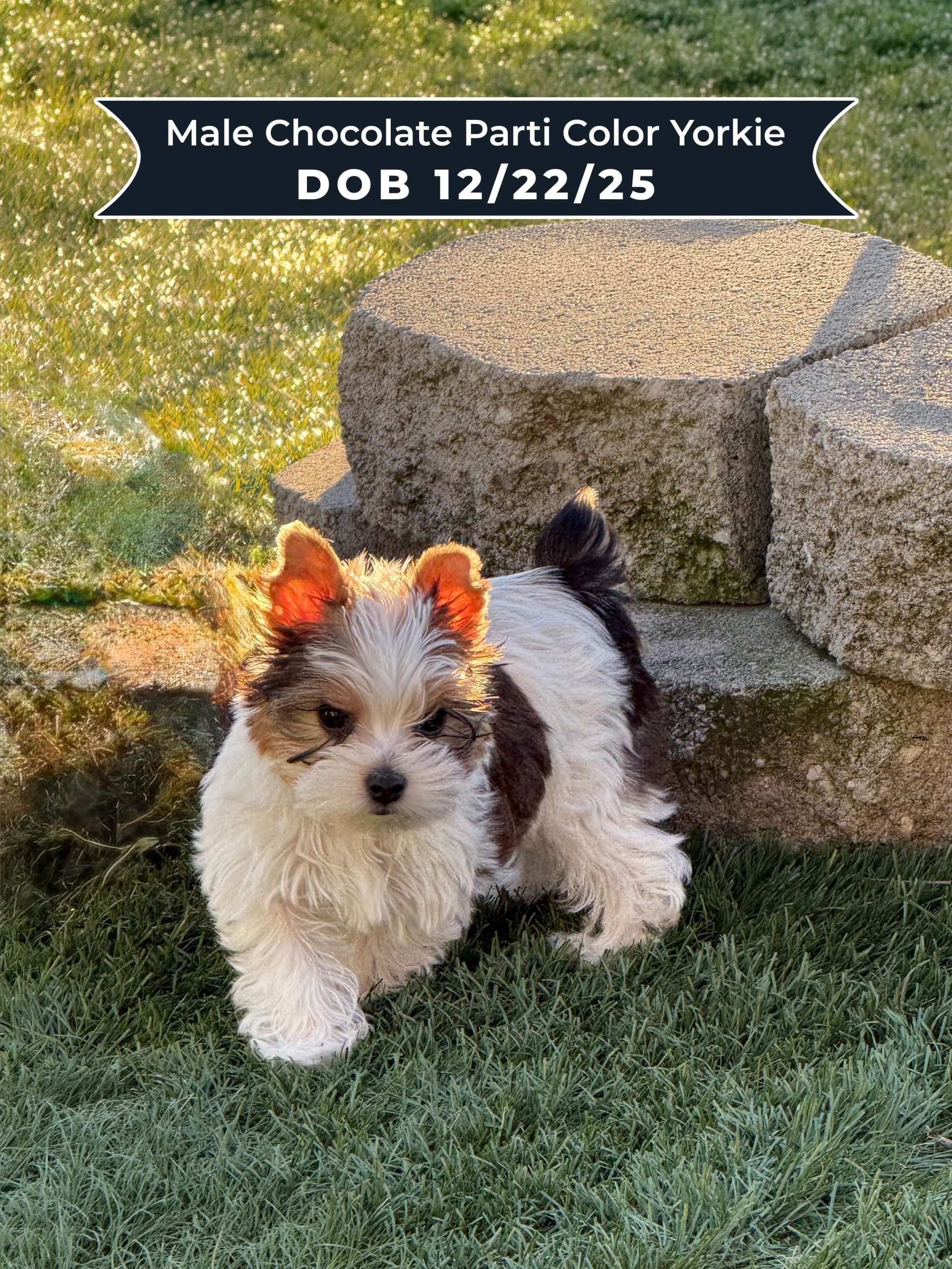 Male Chocolate Parti Color Yorkie