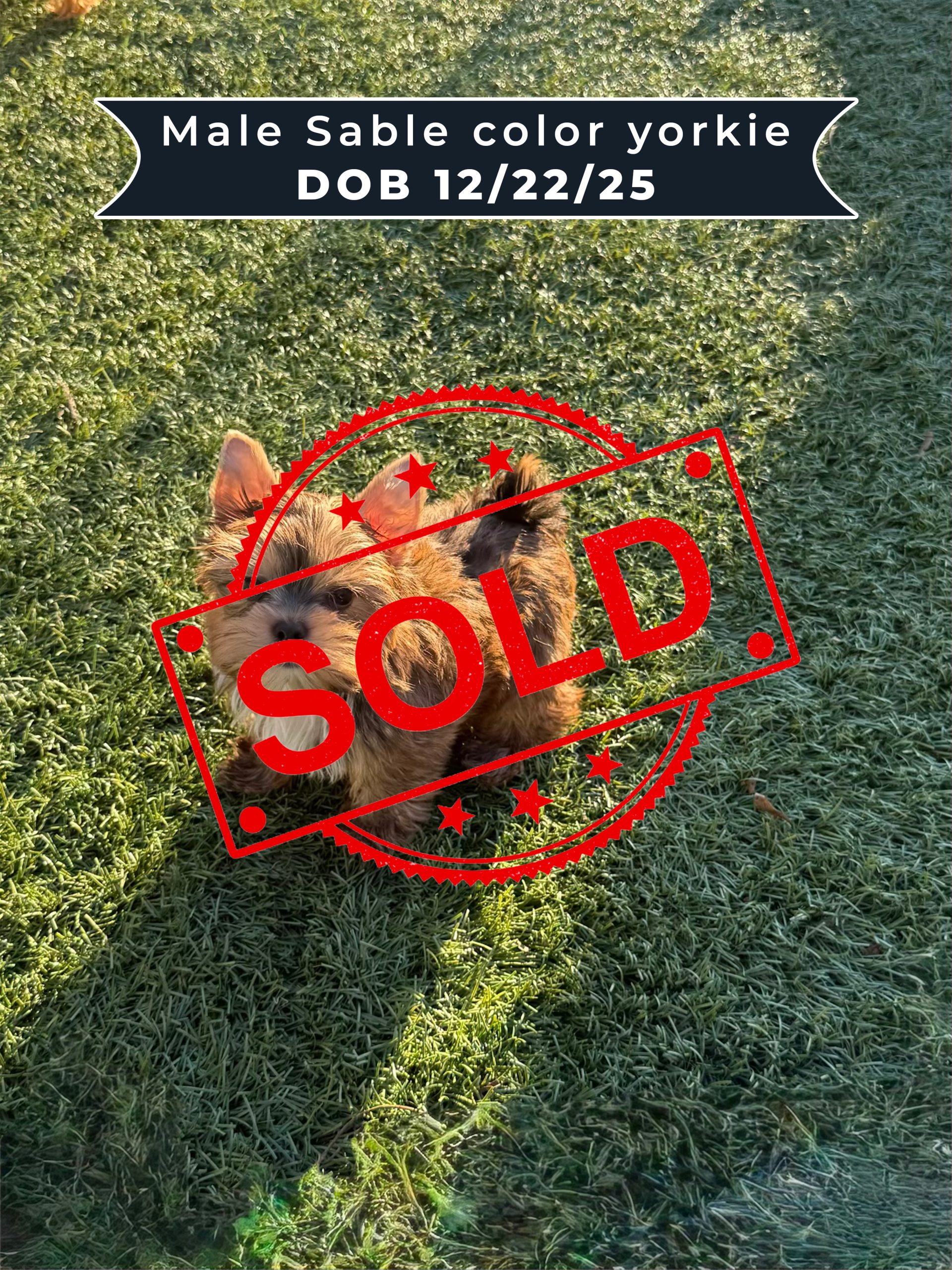 Male Sable color yorkie DOB 12_22_25 Sold