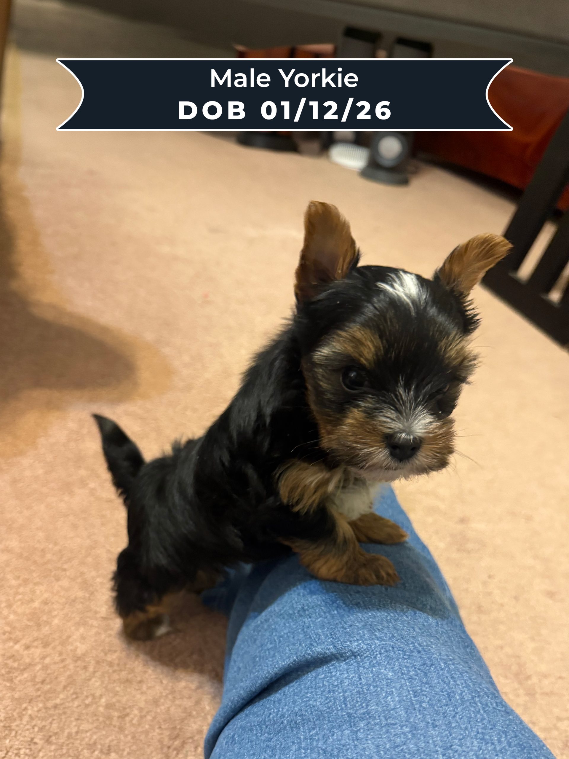 Male Yorkie DOB 01_12_26 01