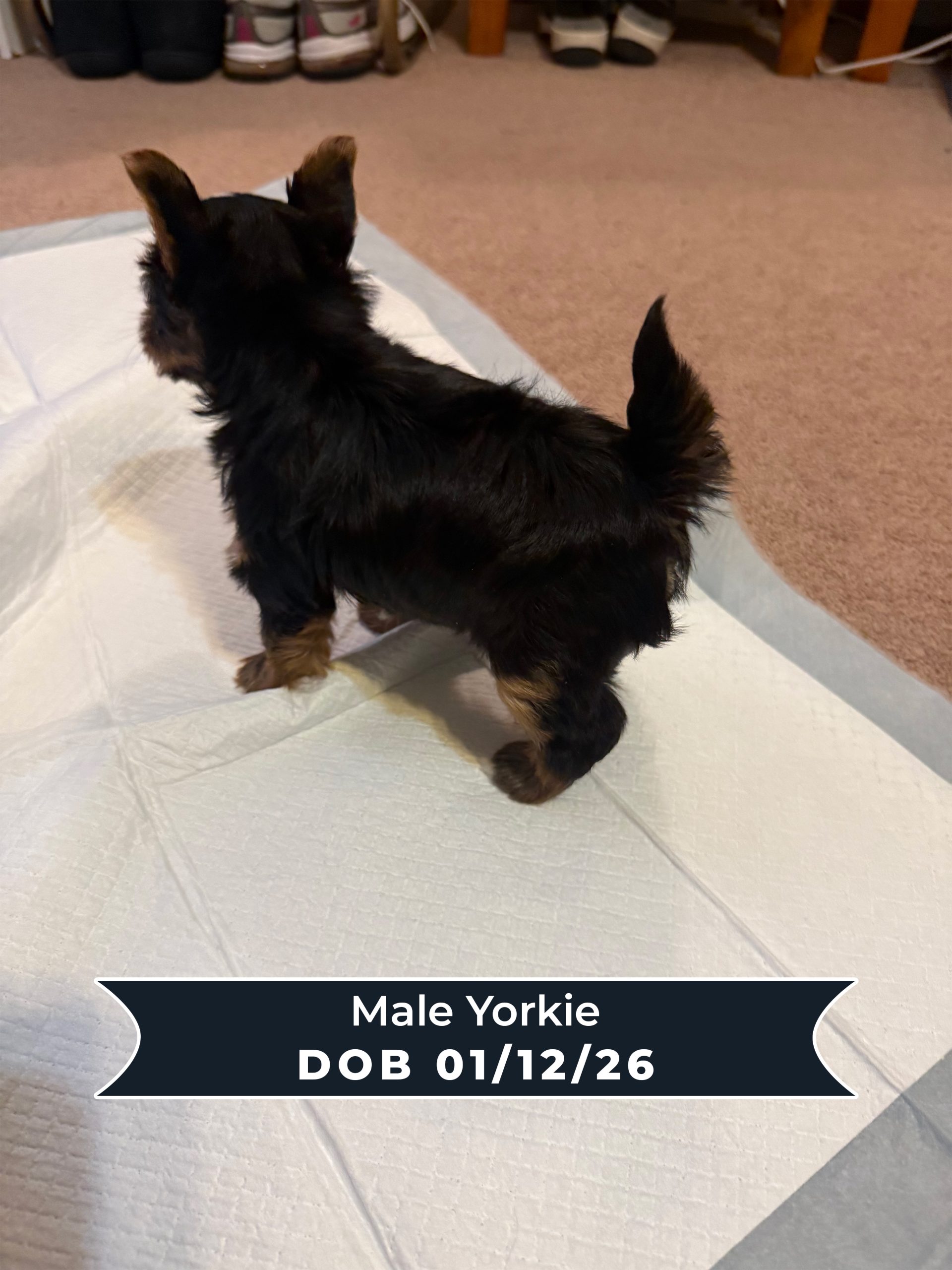 Male Yorkie DOB 01_12_26 02