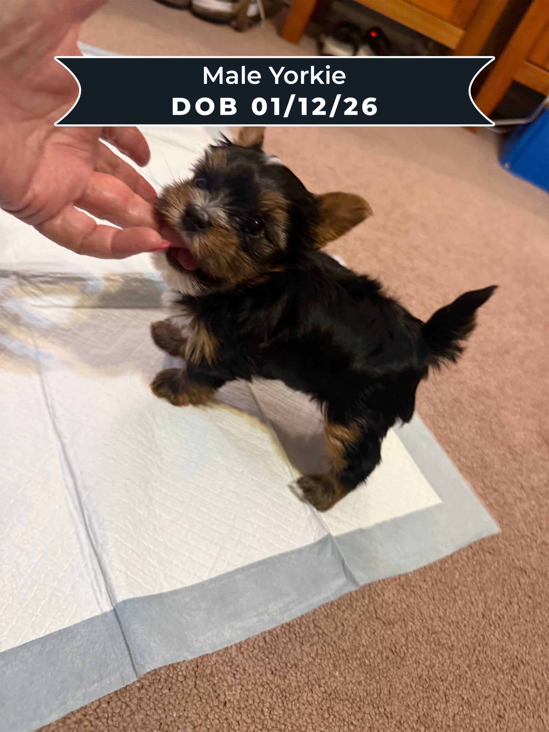 Male Yorkie DOB 01_12_26 03
