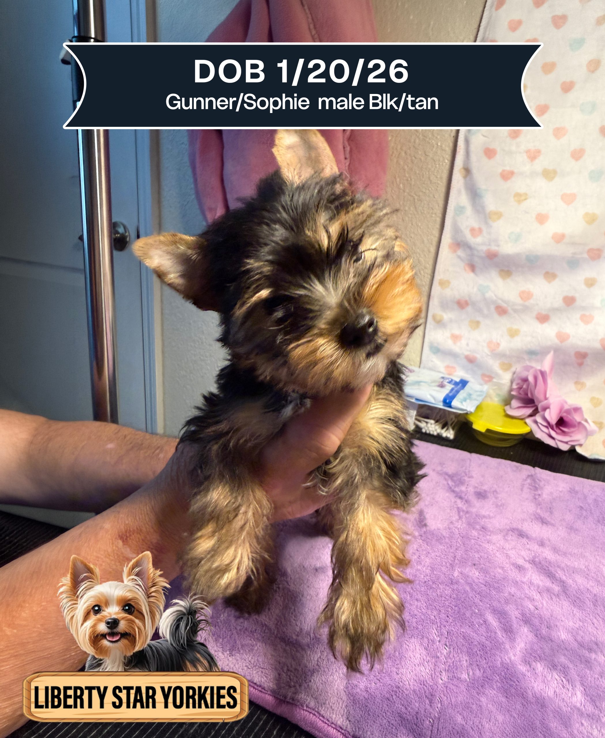 Dog Date Name or Date of Birth (1)