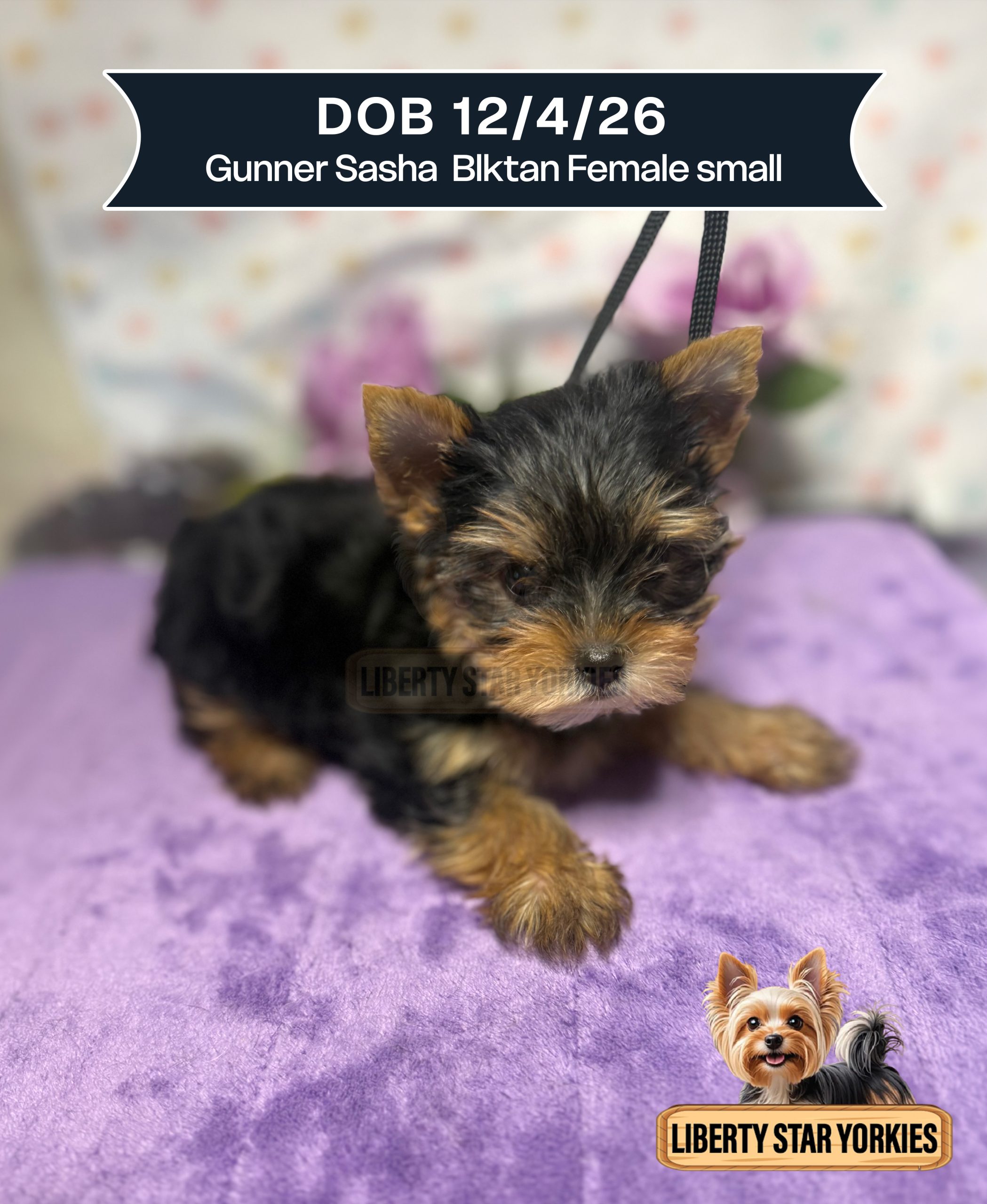 Gunner Sasha DOB 12426 Blktan Female small (1)