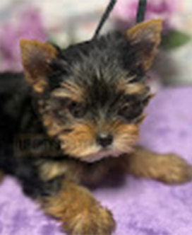 Gunner Sasha DOB 12426 Blktan Female small