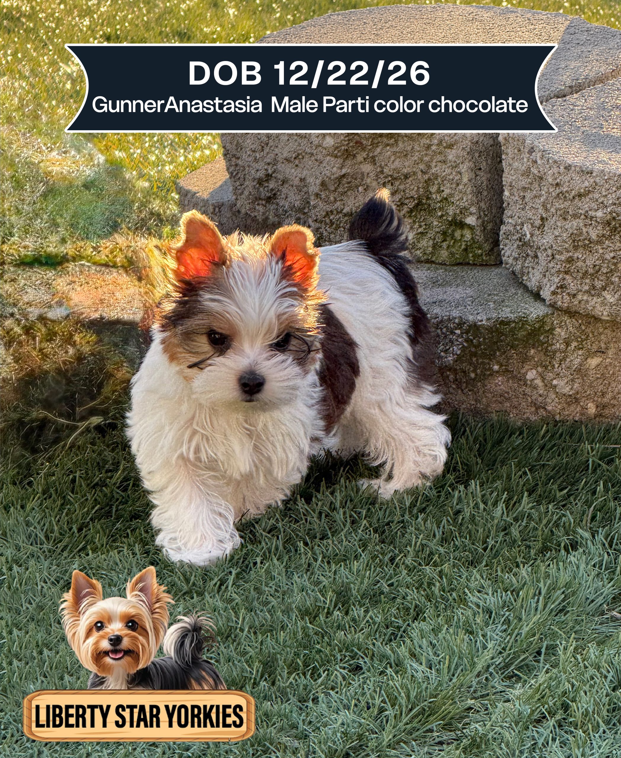 GunnerAnastasia DOB 122226 Male Parti color chocolate (1)