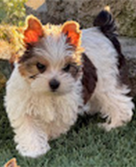 GunnerAnastasia DOB 122226 Male Parti color chocolate