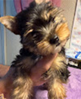 Gunner_Sophie DOB 1_20_26 male Blk_tan