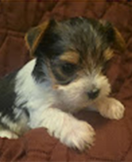 River is female DOB 3_16_26_