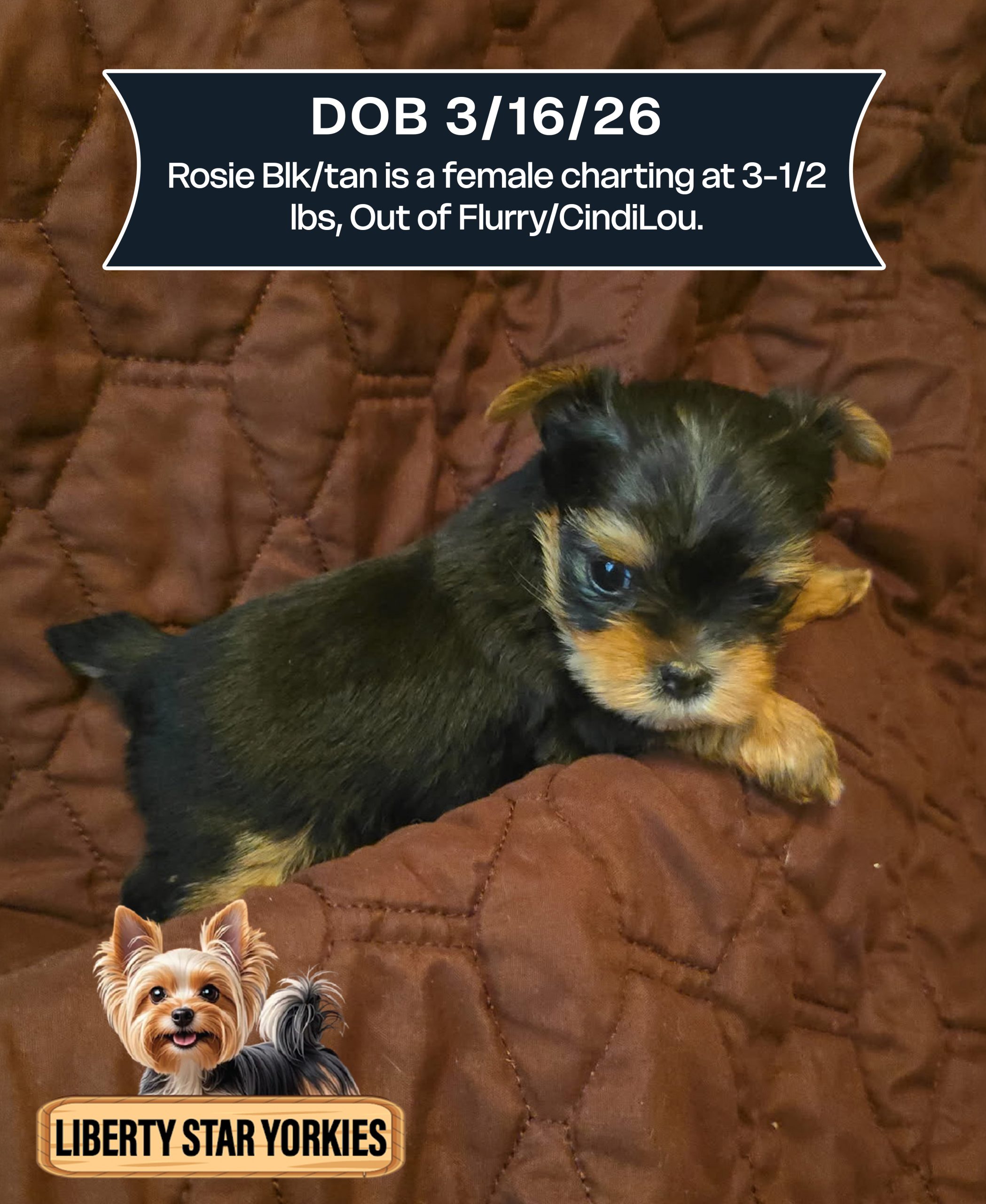 Rosie Blk_tan is a female DOB 3_16_26_ (1)