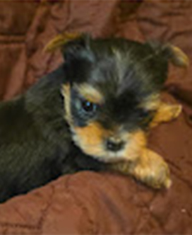 Rosie Blk_tan is a female DOB 3_16_26_
