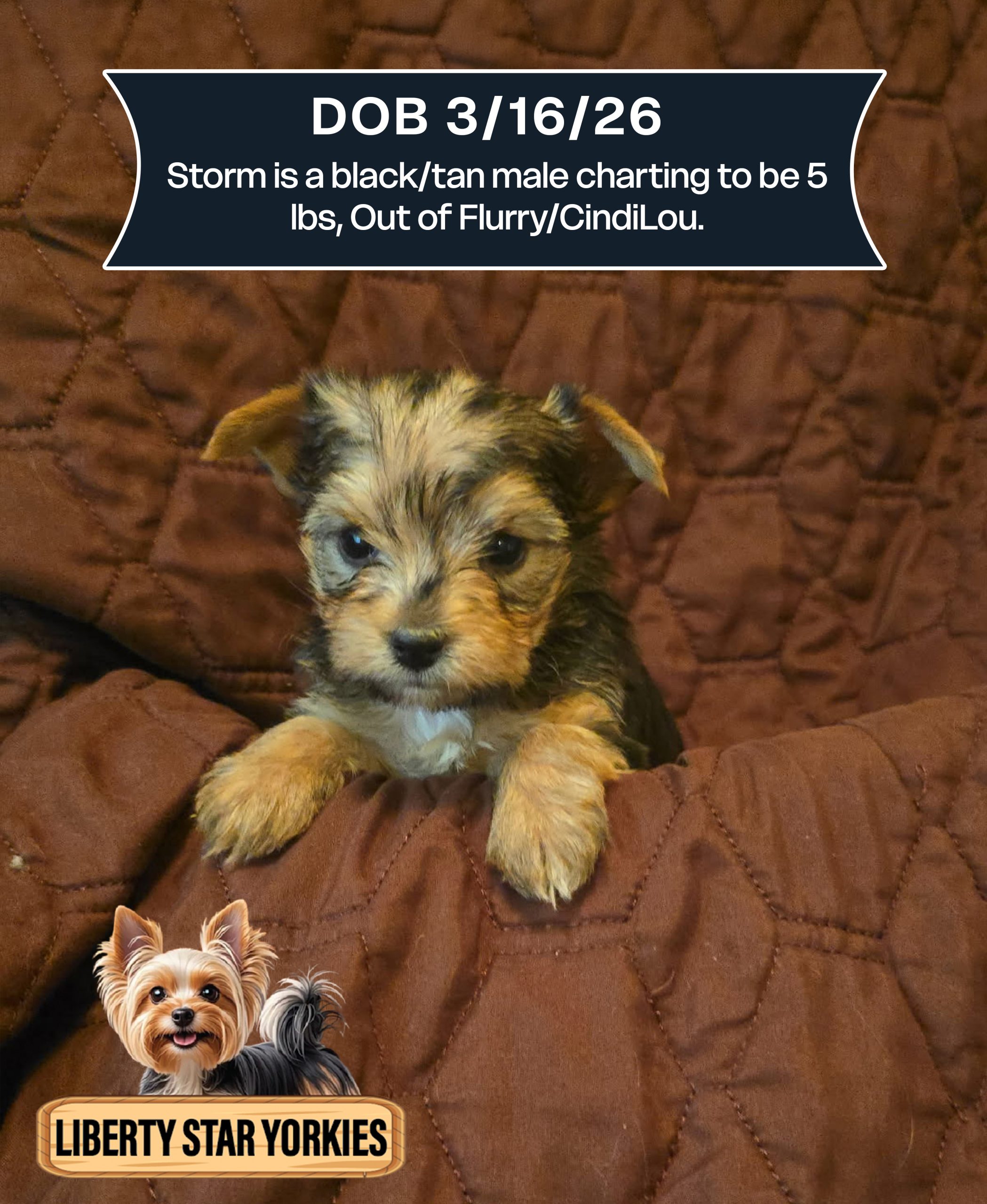 Storm is a black_tan male DOB 3_16_26 copy (1)