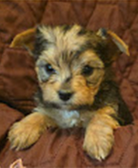 Storm is a black_tan male DOB 3_16_26 copy