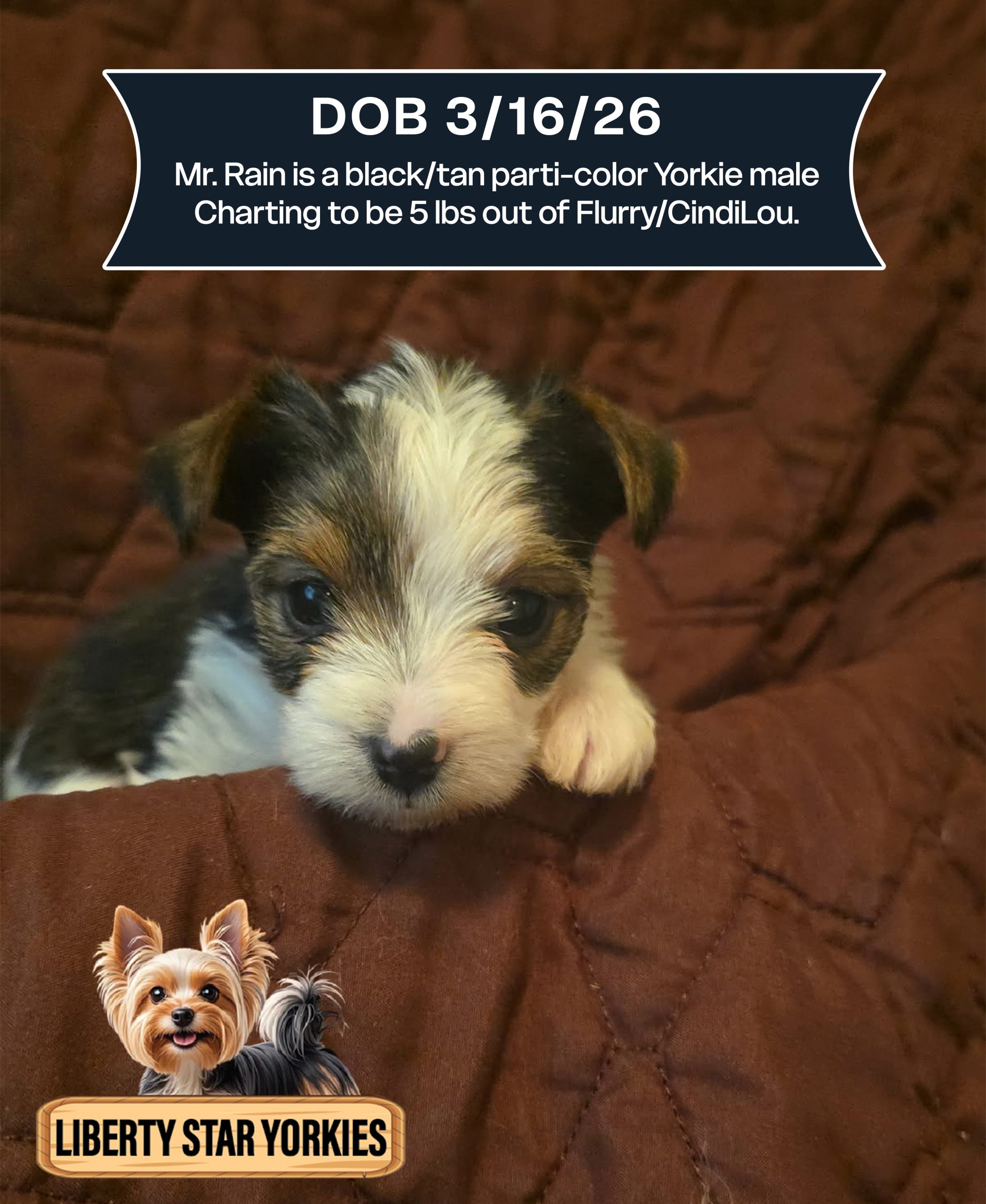 black_tan parti-color Yorkie male DOB 3_16_26 (1)