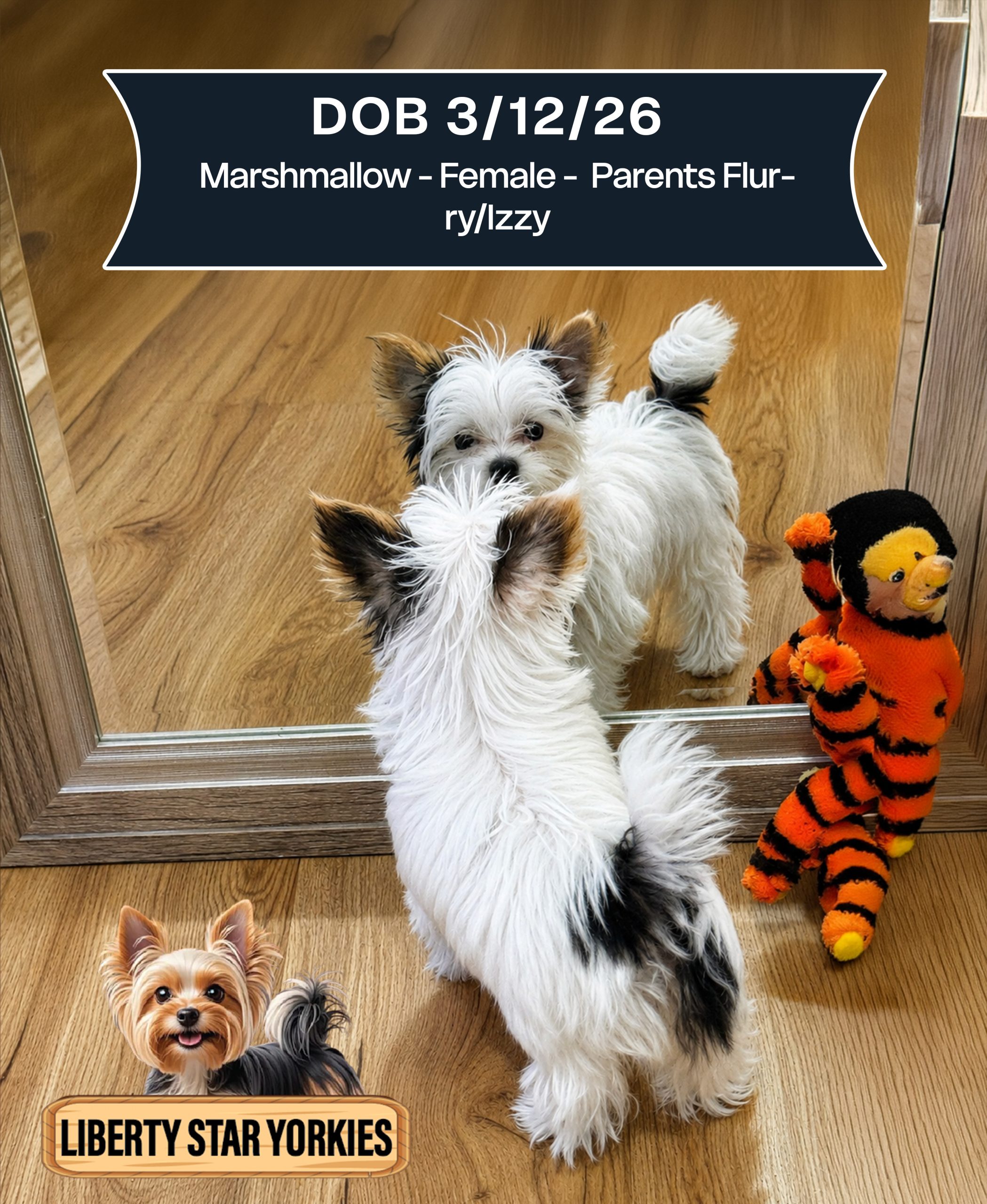 Marshmallow - Female - DOB 3-12-26 parents Flurry-Izzy