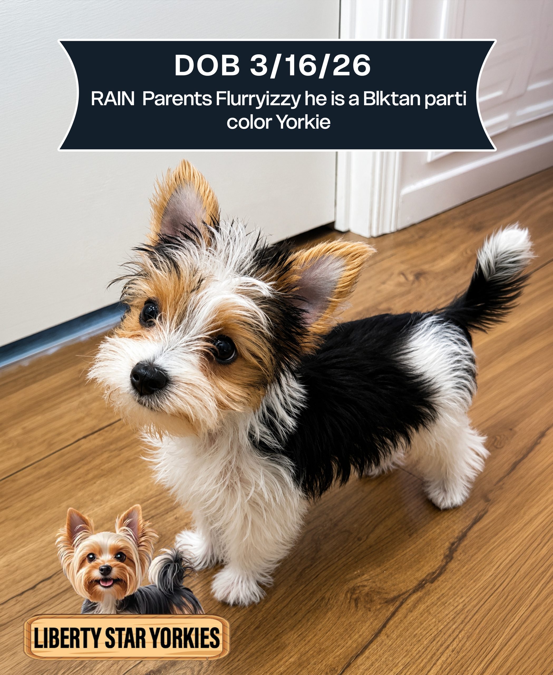 RAIN DOB 3-16-26 parents Flurryizzy he is a Blktan parti color Yorkie photo 2