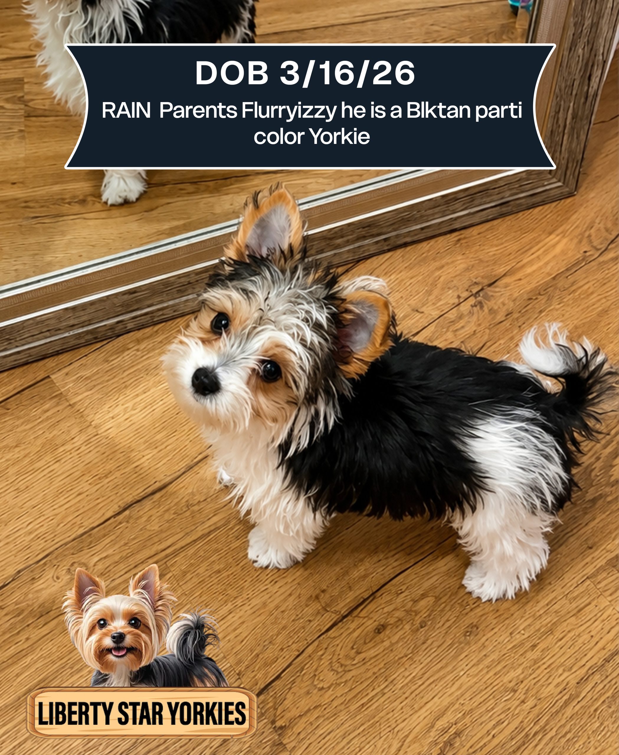 RAIN DOB 3-16-26 parents Flurryizzy he is a Blktan parti color Yorkie