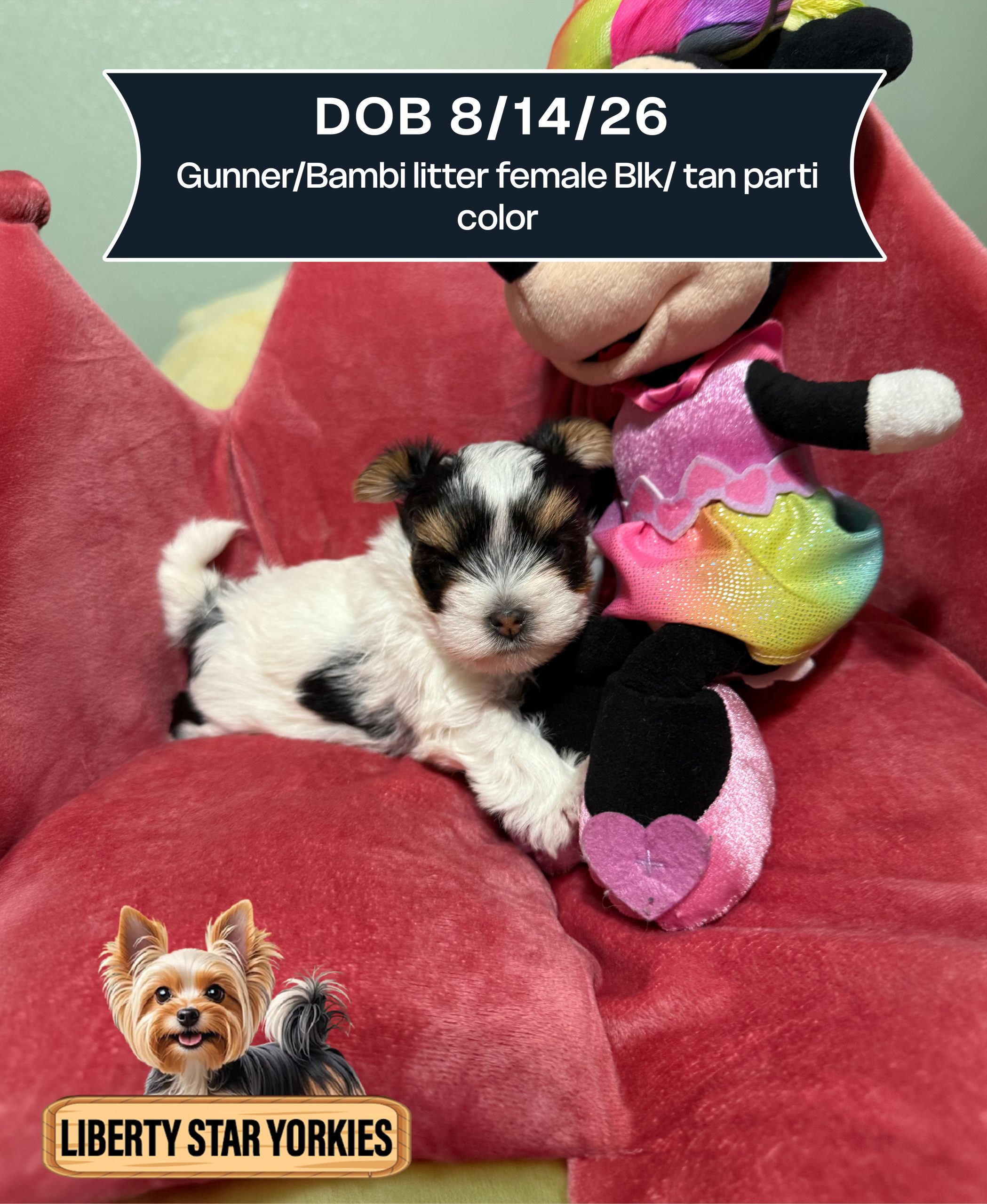 Gunner-Bambi litter DOB 8-14-26 female Blk-tan parti color