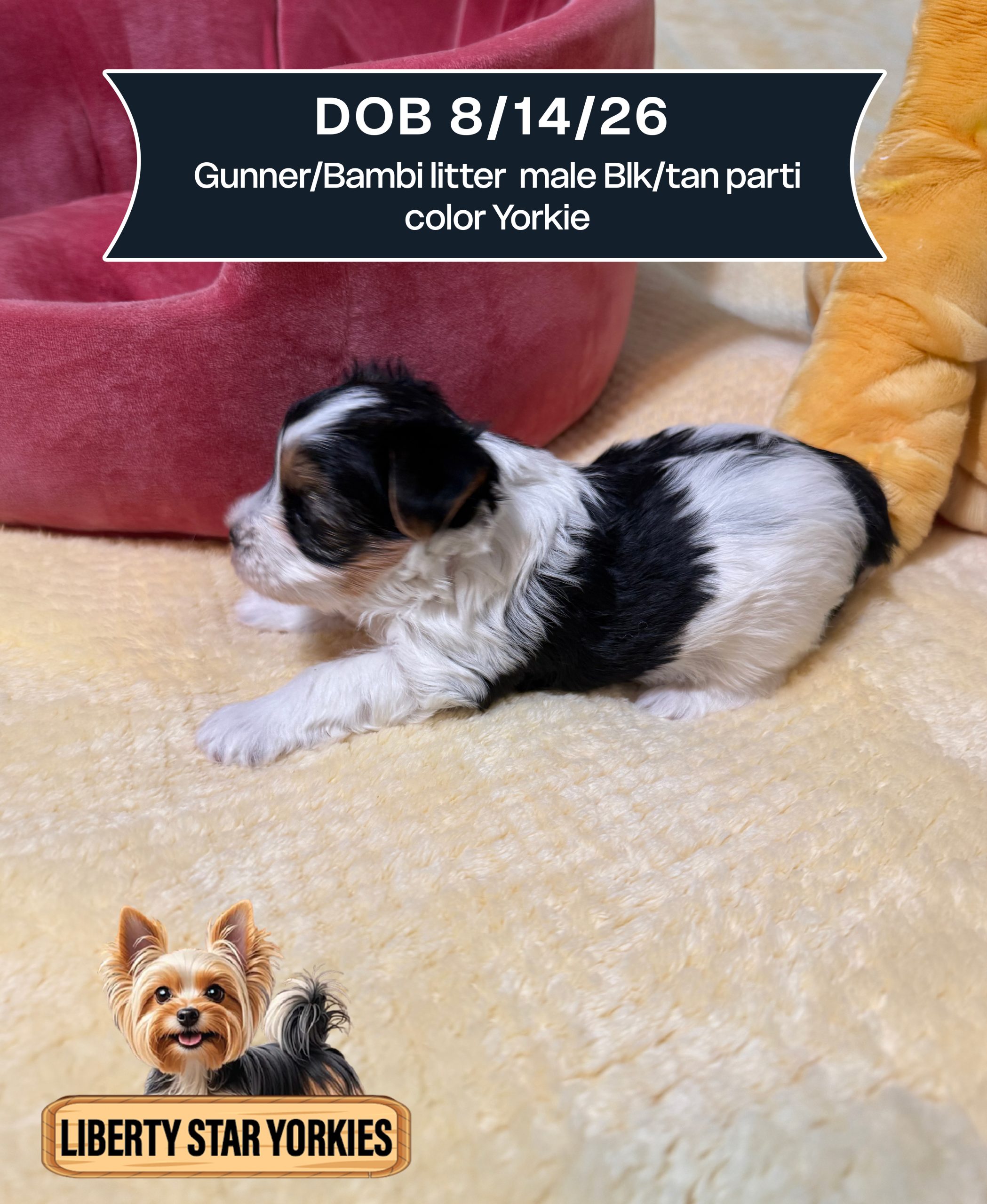 Gunner-Bambi litter DOB 8-14-26 male Blk-tan parti color Yorkie